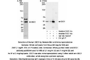 Image no. 1 for anti-Basic Helix-Loop-Helix Family, Member E40 (BHLHE40) (C-Term) antibody (ABIN363653)