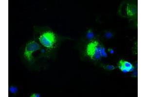 Anti-PROM2 mouse monoclonal antibody (ABIN2452262) immunofluorescent staining of COS7 cells transiently transfected by pCMV6-ENTRY PROM2 (RC211605). (Prominin 2 antibody)