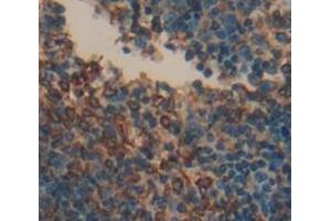 IHC-P analysis of Mouse Tissue, with DAB staining. (BCMA antibody  (AA 71-184))