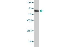 VPS72 antibody  (AA 1-364)