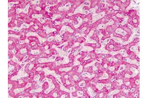 Human Liver: Formalin-Fixed, Paraffin-Embedded (FFPE) (SPRY4 antibody  (C-Term))