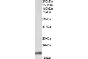 ABIN571062 (1µg/ml) staining of Human Cerebellum lysate (35µg protein in RIPA buffer). (GAL antibody  (Internal Region))