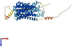 AlphaFold protein structure predicition of Human Recombinant SLC17A4 Protein, UniprotID Q9Y2C5