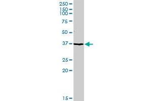 TFPI MaxPab rabbit polyclonal antibody. (TFPI antibody  (AA 1-304))