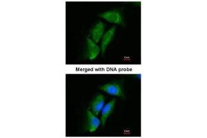 ICC/IF Image Immunofluorescence analysis of paraformaldehyde-fixed HeLa, using Dipeptidyl-peptidase 3, antibody at 1:200 dilution.