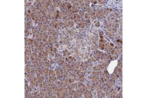 Immunohistochemical staining of human pancreas with C4orf27 polyclonal antibody  shows moderate cytoplasmic positivity in exocrine glandular cells at 1:200-1:500 dilution. (C4ORF27 antibody)