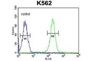 Flow Cytometric analysis of K562 cells using PAX1 Antibody (C-term) Cat. (PAX1 antibody  (C-Term))