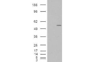 GCNT3 antibody  (Internal Region)