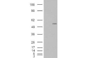 GCNT3 antibody  (Internal Region)