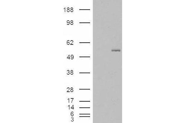 GCNT3 antibody  (Internal Region)