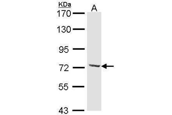 DYNC1I2 antibody