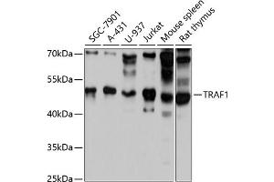 Western blot analysis of extracts of various cell lines, using TR antibody (ABIN1683118, ABIN3015094, ABIN3015095 and ABIN6213637) at 1:3000 dilution. (TRAF1 antibody  (AA 217-416))
