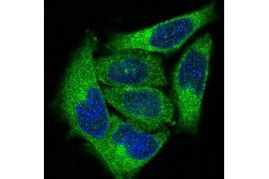 Immunofluorescence (IF) image for anti-Protein Kinase C, alpha (PKCa) antibody (ABIN7606874)