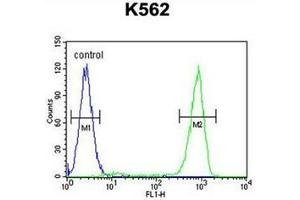 Flow cytometric analysis of K562 cells using OC90 Antibody (Center) Cat. (OC90 antibody  (Middle Region))