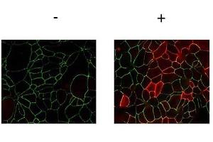 Immunofluorescence Microscopy of Rabbit anti-JAMA pY280 antibody. (F11R antibody  (pTyr280))
