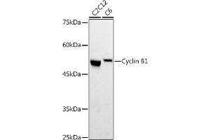 Western blot analysis of extracts of various cell lines, using Cyclin B1 antibody (ABIN7266555) at 1:500 dilution. (Cyclin B1 antibody  (C-Term))