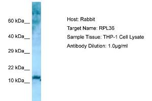 Host: RabbitTarget Name: RPL36Antibody Dilution: 1. (RPL36 antibody  (N-Term))