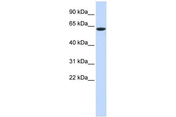 LINGO4 antibody  (Middle Region)