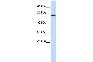 LINGO4 antibody used at 1 ug/ml to detect target protein. (LINGO4 antibody  (Middle Region))