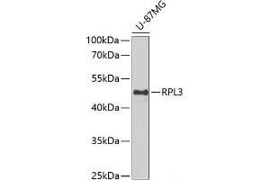 Western blot analysis of extracts of U-87MG cells using RPL3 Polyclonal Antibody at dilution of 1:1000. (RPL3 antibody)