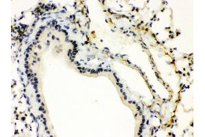 Anti- XBP Picoband antibody, IHC(P) IHC(P): Mouse Lung Tissue