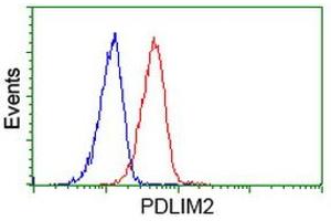 Image no. 2 for anti-PDZ and LIM Domain 2 (PDLIM2) antibody (ABIN1500126)