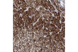 Immunohistochemical staining of human adrenal gland with PANX2 polyclonal antibody  shows strong cytoplasmic positivity in cortical cells. (Pannexin 2 antibody)