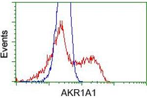 Image no. 7 for anti-Aldo-Keto Reductase Family 1, Member A1 (Aldehyde Reductase) (AKR1A1) antibody (ABIN1496539) (AKR1A1 antibody)