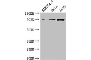 Western Blot Positive WB detected in: RAW264. (TNFAIP3 antibody  (AA 97-183))