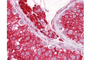 Anti-RTN4 / Nogo antibody IHC of human testis. (Reticulon 4 antibody  (AA 14-30))