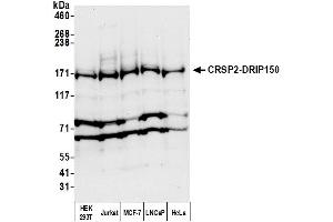 anti-Mediator Complex Subunit 14 (MED14) (AA 1-50) antibody
