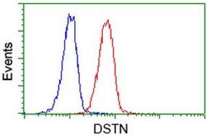 Image no. 11 for anti-Destrin (Actin Depolymerizing Factor) (DSTN) antibody (ABIN1497910) (Destrin antibody)