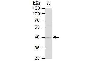 WB Image DUSP6 antibody [N2C3] detects DUSP6 protein by western blot analysis. (DUSP6 antibody)