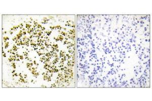 Immunohistochemistry (IHC) image for anti-Musculin (MSC) (C-Term) antibody (ABIN1849010) (Musculin antibody  (C-Term))