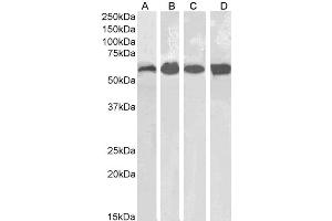 Catalase antibody  (Internal Region)