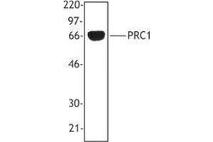 Western Blotting (WB) image for anti-Protein Regulator of Cytokinesis 1 (PRC1) antibody (ABIN2665339) (PRC1 antibody)