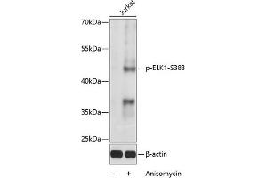 Western blot analysis of extracts of Jurkat cells, using Phospho-ELK1-S383 antibody (ABIN3019475, ABIN3019476, ABIN3019477 and ABIN6225392) at 1:1000 dilution. (ELK1 antibody  (pSer383))