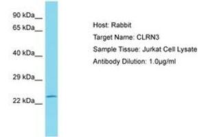Image no. 1 for anti-Clarin 3 (CLRN3) (AA 151-200) antibody (ABIN6750827) (Clarin 3 antibody  (AA 151-200))