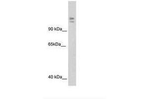 Image no. 3 for anti-Myb-Binding Protein 1A (MYBBP1A) (AA 1201-1250) antibody (ABIN202984) (MYBBP1A antibody  (AA 1201-1250))