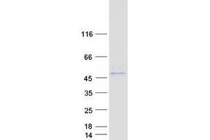 ABHD3 Protein (Myc-DYKDDDDK Tag)