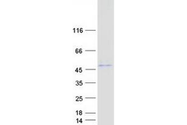 ABHD3 Protein (Myc-DYKDDDDK Tag)