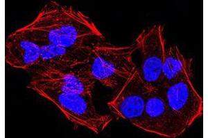 Immunofluorescence (IF) image for anti-Lysine (K)-Specific Demethylase 4A (KDM4A) (AA 932-1057) antibody (ABIN5542632)