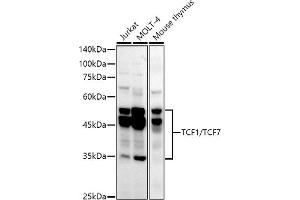 Western blot analysis of extracts of various cell lines, using TCF1/TCF7 antibody (ABIN7270885) at 1:1000 dilution. (TCF7 antibody)