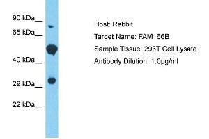 Host: Rabbit Target Name: FAM166B Sample Tissue: Human 293T Whole Cell Antibody Dilution: 1ug/ml (FAM166B antibody  (Middle Region))