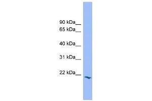 WB Suggested Anti-PRRG2 Antibody Titration:  0. (PRRG2 antibody  (Middle Region))