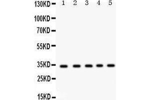 RCAS1 antibody  (AA 31-213)