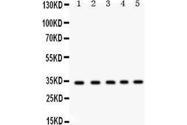 RCAS1 antibody  (AA 31-213)