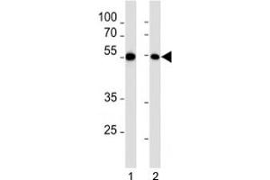 Western Blotting (WB) image for anti-Myocyte Enhancer Factor 2C (MEF2C) (AA 365-394) antibody (ABIN3031902)