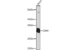 Western blot analysis of extracts of MCF7 cells, using CDK4 Rabbit mAb  at 1:1000 dilution. (CDK4 antibody)