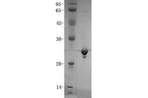 Validation with Western Blot (MOB1A Protein (His tag))